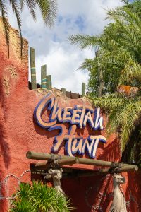 Cheetah Hunt